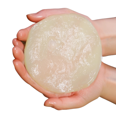 Premium Kombucha SCOBY